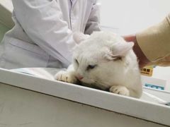 -可蒙动物医院·猫科·骨科中心(首义路店)
