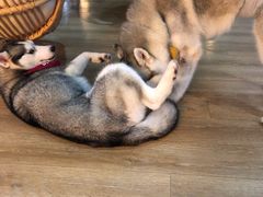-Husky Go! 哈士奇体验馆·宠物咖啡厅狗咖
