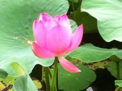 -紫竹院公园冰场