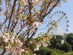 -观澜湖生态运动公社