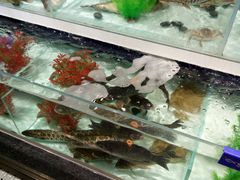 -盒马鲜生(新都心店)