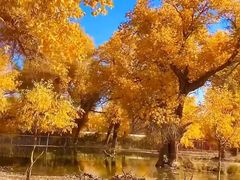 -金塔沙漠胡杨林景区