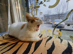 -平行世界·猫咖(首经贸店)