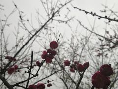 -重庆彩云湖湿地公园