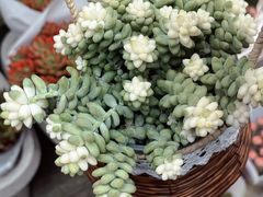 -青石桥花鸟鱼虫市场(叠翠城店)