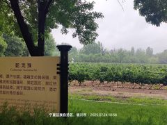 -龙谕酒庄