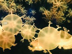 -珠海长隆海洋王国