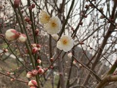 -香雪海