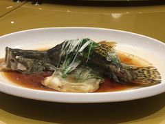 鲜椒油淋多宝鱼-哈尔滨永泰喜来登酒店·璟泰公馆