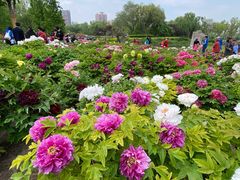 -莲花池公园