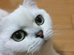 -东方名猫馆·英短金渐层布偶猫舍(环线广场1号楼店)