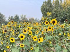 -汉长安城未央宫国家考古遗址公园