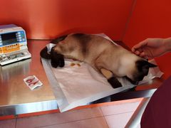 -瑞派福兴宠物医院犬猫全科·骨科·中西医结合(河东店)