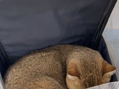 -瑞鹏宠物医院犬猫全科(真大分院)