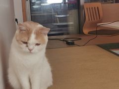 -猫在这儿猫咪咖啡馆·撸猫馆