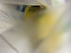 -百果园(东莞新世纪明上居2店)