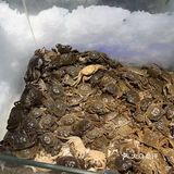 快乐自助大饱口福