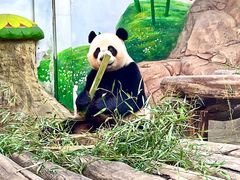 -广州长隆野生动物世界