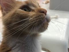 -糯米喵星人·撸猫猫舍咖啡馆(西市场嘉华店)