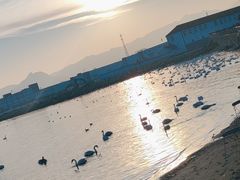 -烟墩角天鹅湖