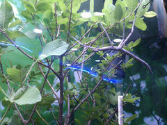 android_upload_pic-上海大自然野生昆虫馆