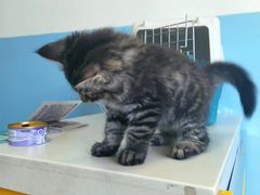 -瑞派福兴宠物医院犬猫全科·骨科·中西医结合(河东店)