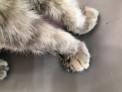 -喵园·猫主题咖啡厅·撸猫·猫咖(国贸店)