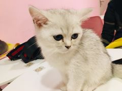 -三花喵·撸猫购宠·宠物生活馆(虹桥南丰城店)