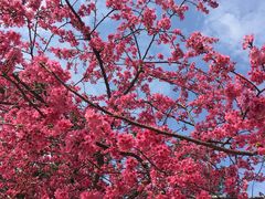 -广州市流溪河国家森林公园