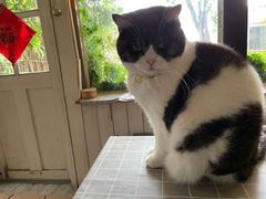 -海边的猫和咖啡馆