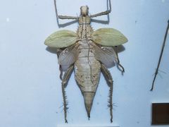 -上海昆虫博物馆