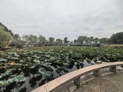 -无锡蠡湖国家湿地公园-蠡园