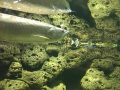 -江和美海洋公园