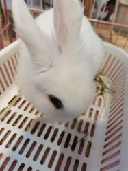 -Moni星球萌宠·小马宝莉·灵蛇·高端高阶全萌宠互动体验俱乐部(红豆国际广场店)