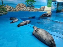-海合安成都极地海洋公园