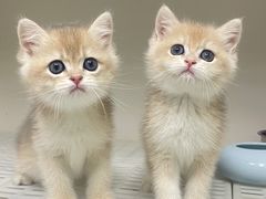 -lincat·猫舍(广州店)