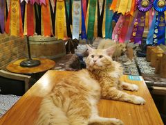 -more than meow吴止猫主题餐厅(承德 中船汇店)