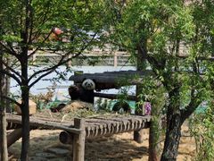 -西霞口神雕山野生动物世界