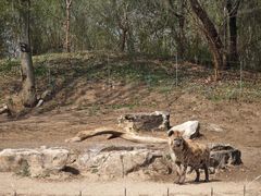 -北京野生动物园