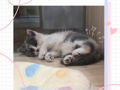 -屋虎猫馆(宝安大仟里店)