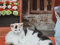 -龙华素斋(龙华路店)