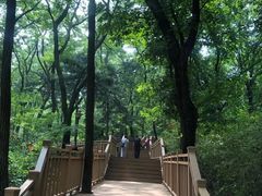 -鲁山国家森林公园