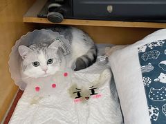 -纳吉亚猫专科动物医院博雅分院