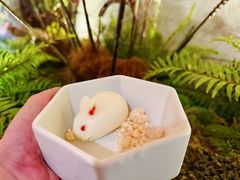 小兔布丁-清水亭湖北菜(大屯DT51店)