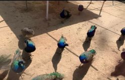 -萌宠亲子动物乐园(槐房万达店)