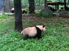-都江堰中华大熊猫苑