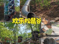 -欢乐松鼠谷