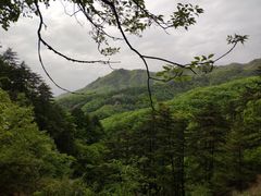 -内乡宝天曼生态旅游区