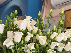 -绝城芋儿鸡(犀浦旗舰店)