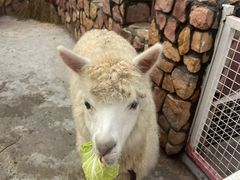 -J Create城市露营咖啡·简餐·宠物(上海动物园店)